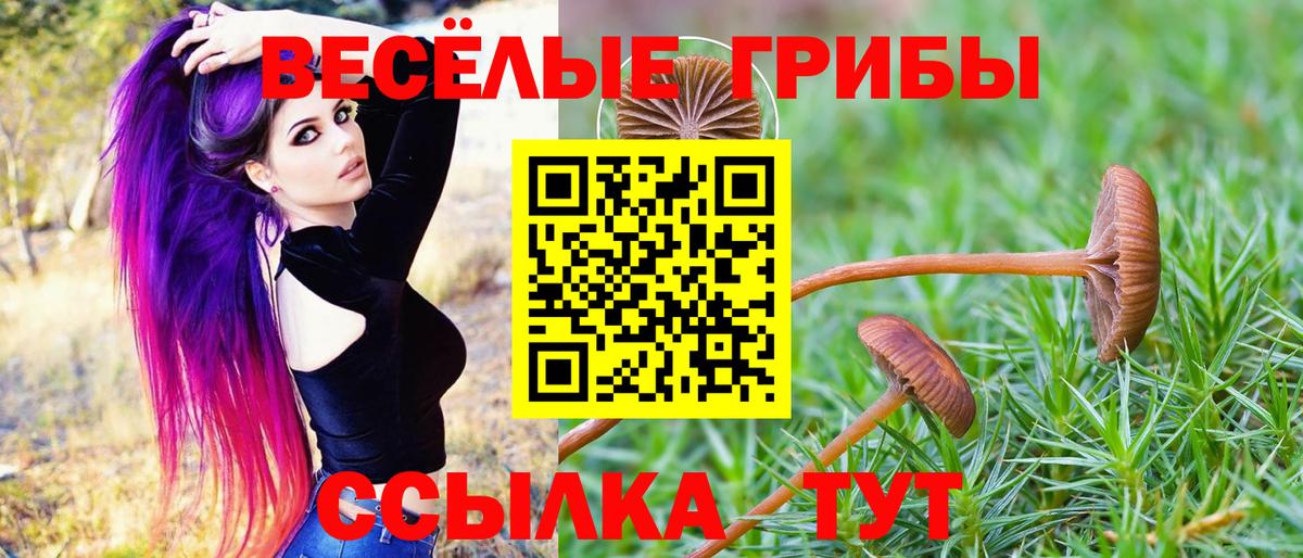 Петровск  Галлюциногенные грибы Psilocybe  Вход с VPN 